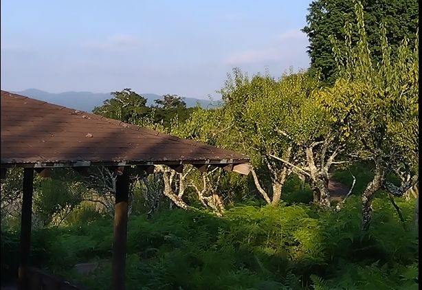 �C�P���~��